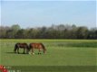 paardenstalling , pony pension ( Raalte / Heino ) Zwolle - 3 - Thumbnail