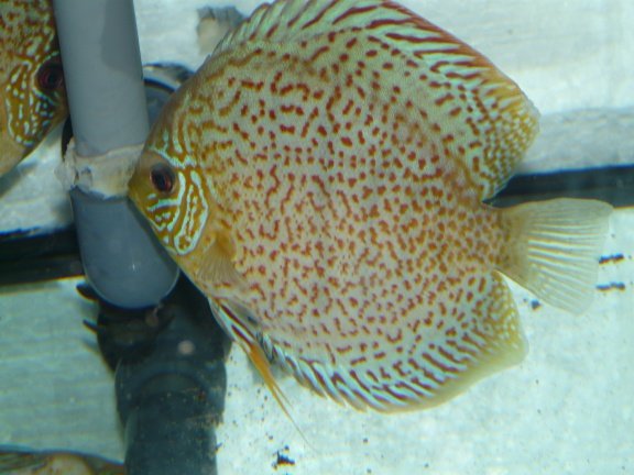 discus leopard/ ringleopard - nr. 1