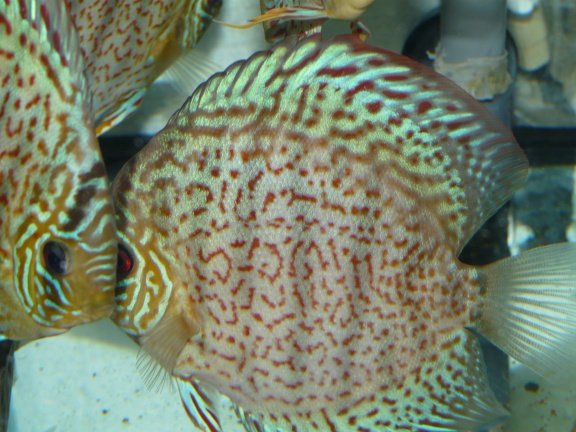 discus leopard/ ringleopard - Afbeelding 2