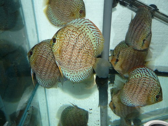 discus leopard/ ringleopard - Afbeelding 3