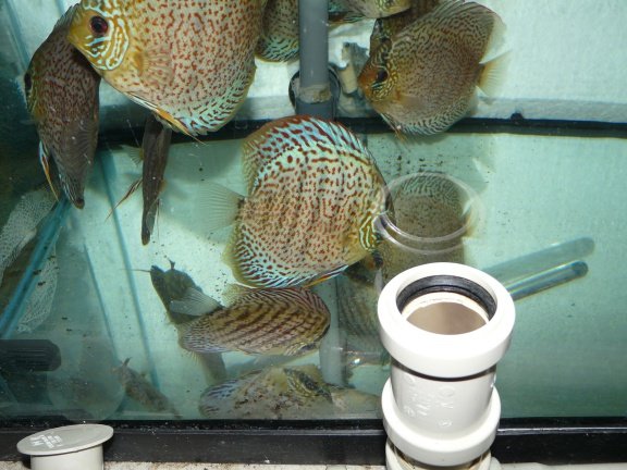 discus leopard/ ringleopard - Afbeelding 4