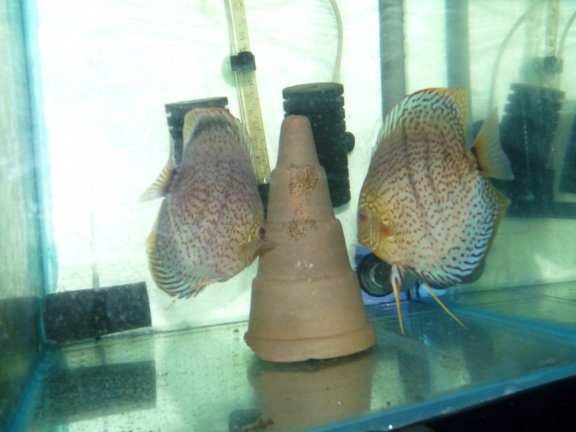 discus leopard/ ringleopard - Afbeelding 5