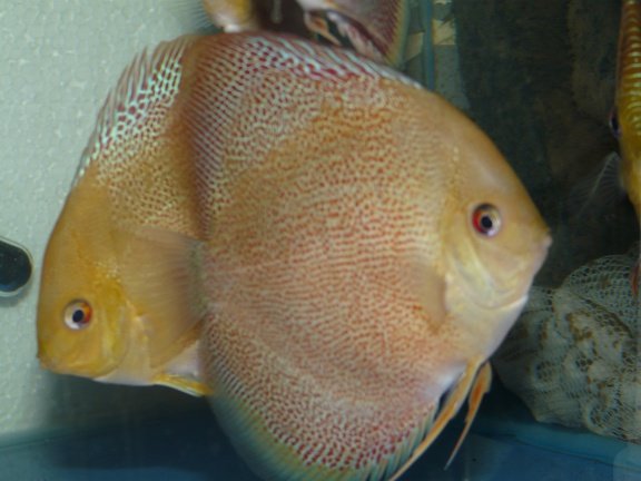 fine spotted eruption discussen - Afbeelding 3