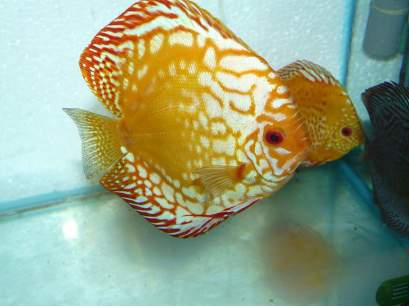 discus golden leopard/ white pigeon panda - nr. 1