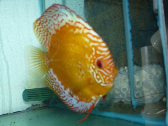 discus golden leopard/ white pigeon panda - Afbeelding 2