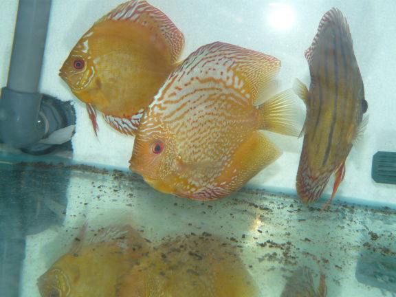 discus golden leopard/ white pigeon panda - Afbeelding 3