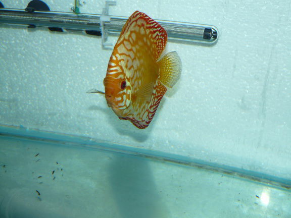 discus golden leopard/ white pigeon panda - Afbeelding 4