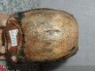Mammoet Kiesje Molar Mammuthus primigenus #9 - 1 - Thumbnail