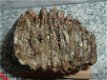 Mammoet Kiesje Molar Mammuthus primigenus #7 - 1 - Thumbnail