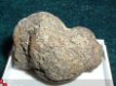 Dinosaurus Coproliet Coprolite Canada #30 - 1 - Thumbnail