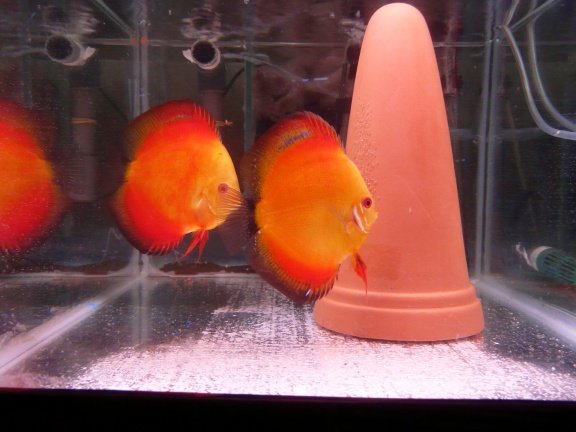 discus koppels - Afbeelding 2
