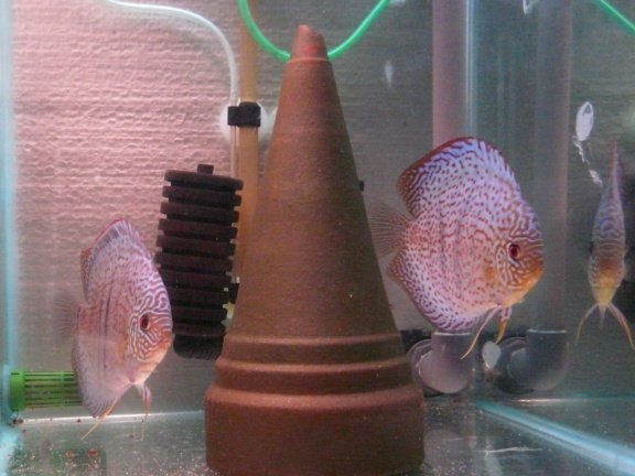 discus koppels - Afbeelding 3