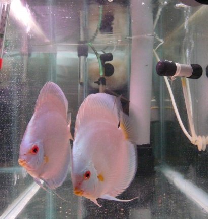 discus koppels - Afbeelding 4