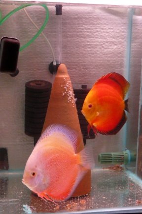 discus koppels - Afbeelding 6