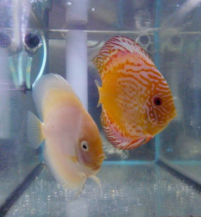 discus koppels - Afbeelding 2