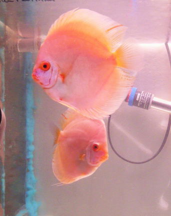 discus koppels - Afbeelding 4