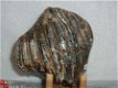 Mammoet Kiesje Molar Mammuthus primigenus #8 - 1 - Thumbnail