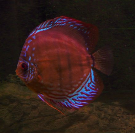 discus curipera - nr. 1
