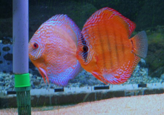 discus curipera - Afbeelding 2