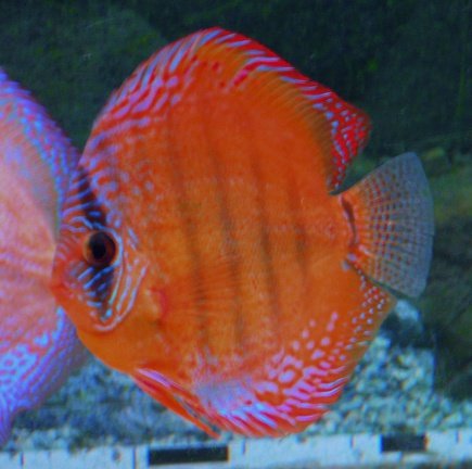discus curipera - Afbeelding 3