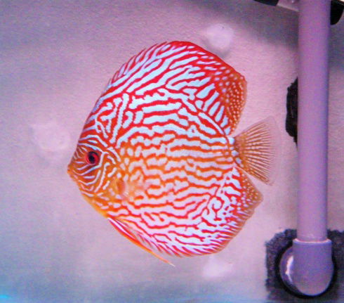 qalaxy discus - nr. 1