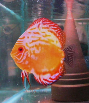 qalaxy discus - Afbeelding 2