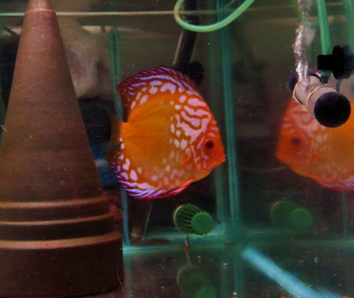 qalaxy discus - Afbeelding 3