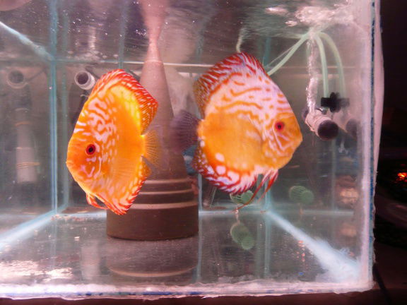 qalaxy discus - Afbeelding 4