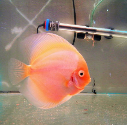 qalaxy discus - Afbeelding 5