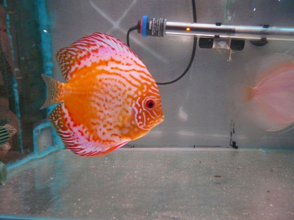 qalaxy discus - Afbeelding 6