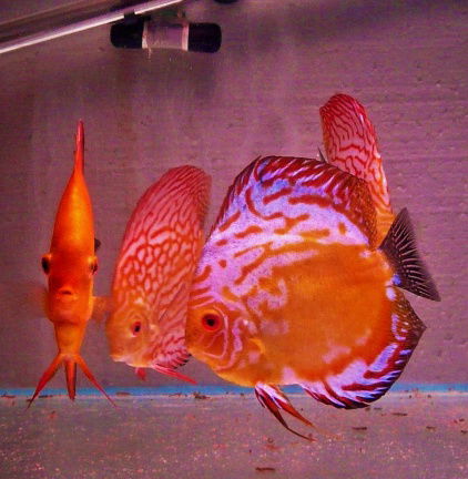 qalaxy discus - Afbeelding 7