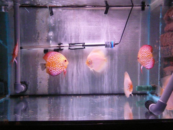 qalaxy discus - Afbeelding 8