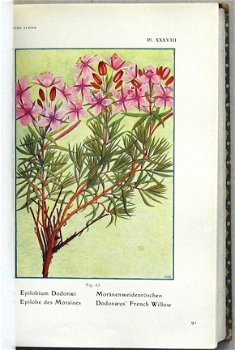 Flore Alpine [c.1911] Correvon - Alpiene bloemen - 4