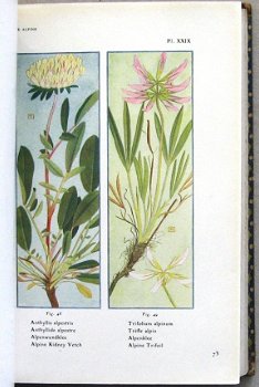 Flore Alpine [c.1911] Correvon - Alpiene bloemen - 5