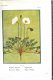 Flore Alpine [c.1911] Correvon - Alpiene bloemen - 7 - Thumbnail