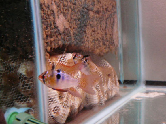 Apistogramma ramerezi - nr. 1