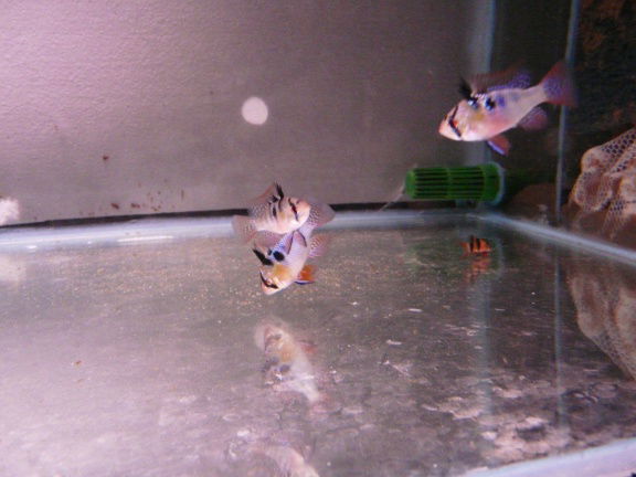 Apistogramma ramerezi - Afbeelding 2