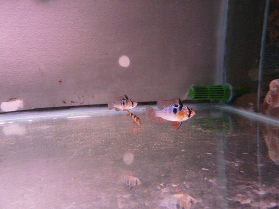 Apistogramma ramerezi - Afbeelding 3