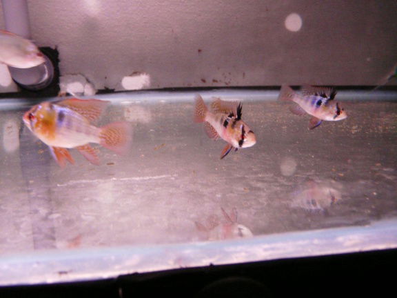 Apistogramma ramerezi - Afbeelding 4