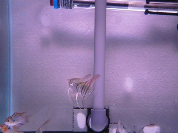 Pterophyllum scalaar/maanvis - nr. 1