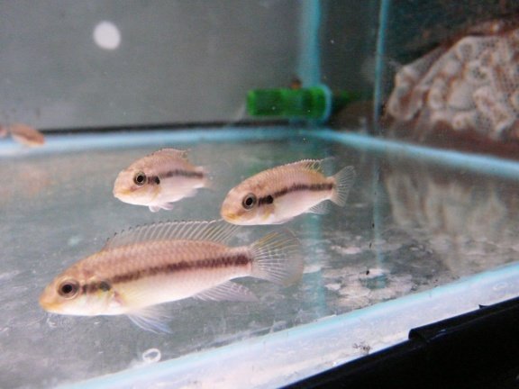 Pelvicachromis subocellatus - nr. 1