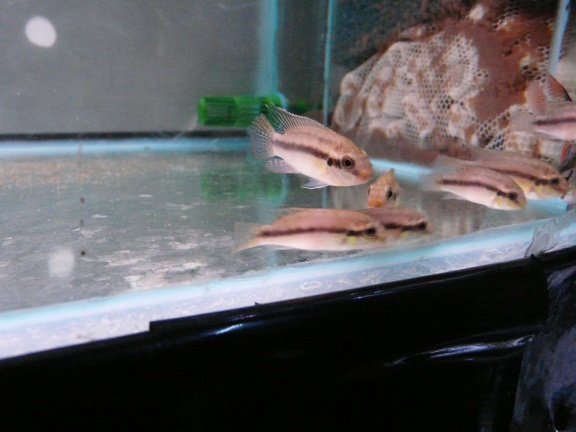 Pelvicachromis subocellatus - Afbeelding 2