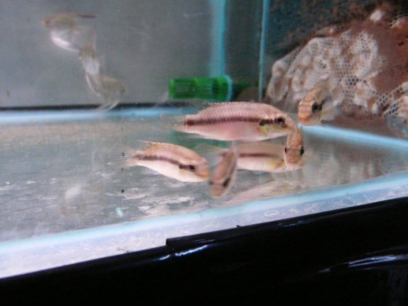 Pelvicachromis subocellatus - Afbeelding 3