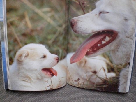 Otchum leider van de roedel Uitzonderlijk avontuur van een sledehond Met vele foto's - 2