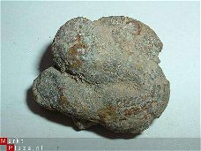 Dinosaurus Coproliet Coprolite Canada #15