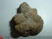 Dinosaurus Coproliet Coprolite Canada #15 - 1 - Thumbnail