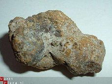 Dinosaurus Coproliet Coprolite Canada #13