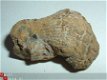 Dinosaurus Coproliet Coprolite Canada #13 - 1 - Thumbnail