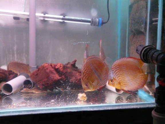 discus heckel cross wildvang - Afbeelding 2