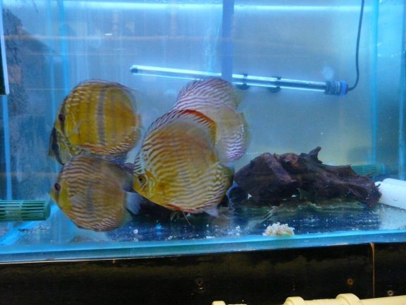 discus heckel cross wildvang - Afbeelding 3